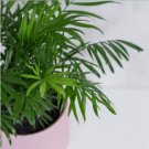 1 Live Plant Parlor Palm 4" Pot For Garden