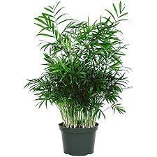 Parlor Palm 4" Pot 2 Live Plant For Garden