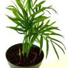 4 Live Plant For Garden Parlor Palm 4" Pot