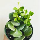 1 Live Plant 2" Peperomia Hope Teteraphylla Peperomia Friendly Plant For Garden
