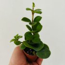 Teteraphylla Peperomia 4 Live Plant 2" Peperomia Hope Friendly Plant For Garden