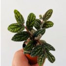 1 Live Plant Pellonia Watermelon 3" Pot Vine Easy Plants For Garden