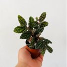 Pellonia Watermelon 3" Pot Vine 2 Live Plant Easy Plants For Garden