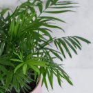 1Pcs Parlor Palm Live Plant in 4" Pot For Garden