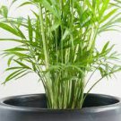 Palm Live Plant 2Pcs Parlor in 4" Pot For Garden
