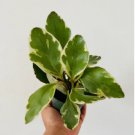 Live Plant 1Pcs Peperomia 3" Rainbow Pet Friendly Plant For Garden