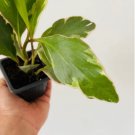 Peperomia 4Pcs Plant 3" Rainbow Pet Friendly Live Plant For Garden