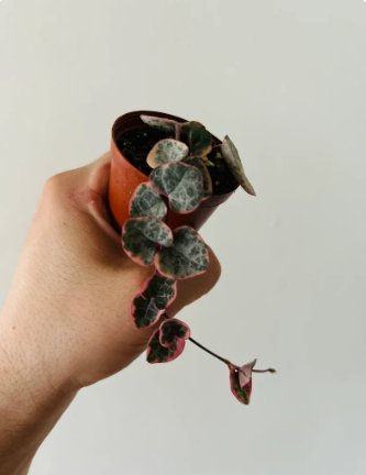 Variegated String of Hearts Easy 1 Plants 2&acirc;�� Pot Live Plant For Garden