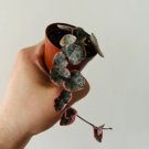 Variegated String of Hearts Easy 1 Plants 2” Pot Live Plant For Garden