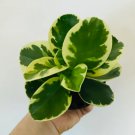 3" Peperomia Obtusifolia Variegated 2 Plants Variegated Peperomia Live Plant For Garden