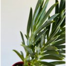 Plants 4 Live Plant Dolphin Plant Senecio Blue in 4” Pot Dolphin Easy Blue For Garden