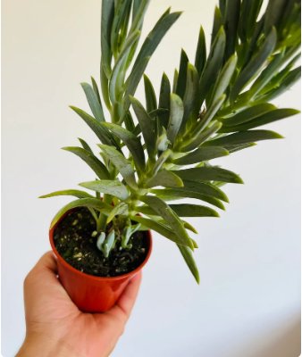 8 Live Plant Dolphin Plant Senecio Blue in 4&acirc;�� Pot Dolphin Easy Blue For Garden