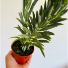 8 Live Plant Dolphin Plant Senecio Blue in 4” Pot Dolphin Easy Blue For Garden