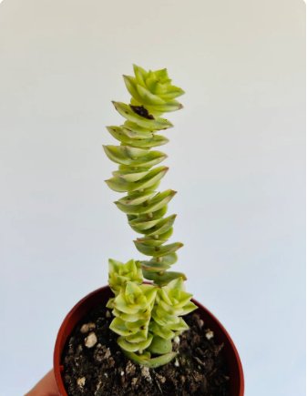 String of Buttons Crassula Perforata 2 Live Plant Variegated Variegated in 4&acirc;�� Pot For Garden