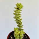 String of Buttons Crassula Perforata 2 Live Plant Variegated Variegated in 4” Pot For Garden