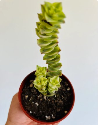 Crassula Perforata 4 Live Plant String of Buttons Variegated Variegated in 4&acirc;�� Pot For Garden