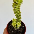 Crassula Perforata 4 Live Plant String of Buttons Variegated Variegated in 4” Pot For Garden
