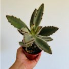1 Live Plant Hairy Panda Plant Kalanchoe Tomentosa Easy Plants in 4” Pot For Garden