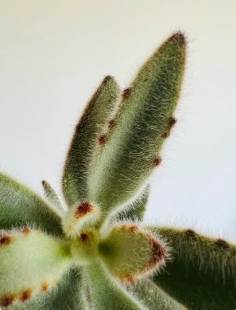 Tomentosa Easy Plants 4 Live Plant Hairy Panda Plant Kalanchoe in 4&acirc;�� Pot For Garden