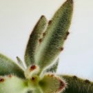 Tomentosa Easy Plants 4 Live Plant Hairy Panda Plant Kalanchoe in 4” Pot For Garden