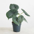 1 Live Plant Alocasia Maharani 4" Pot Jewel Alocasia For Garden