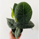 Alocasia Maharani 4" Pot 2 Live Plant Jewel Alocasia For Garden