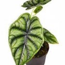 6" Pot Alocasia Maharani 1 Live Plant Jewel Alocasia For Garden