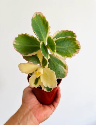 1 Live Plant Aurora Borealis Plant Kalanchoe 4" Pot Fedtschenkoi Variegated For Garden
