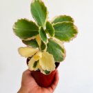 1 Live Plant Aurora Borealis Plant Kalanchoe 4" Pot Fedtschenkoi Variegated For Garden