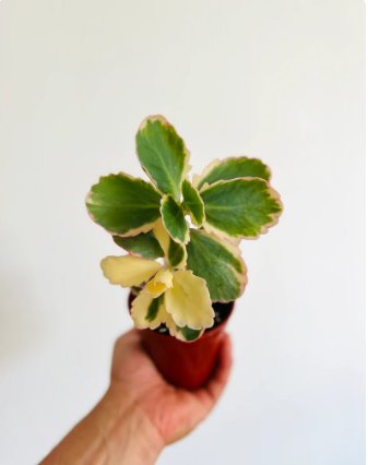 Borealis Plant Kalanchoe 2 Live Plant Aurora 4" Pot Fedtschenkoi Variegated For Garden