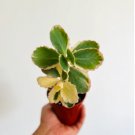 Borealis Plant Kalanchoe 2 Live Plant Aurora 4" Pot Fedtschenkoi Variegated For Garden
