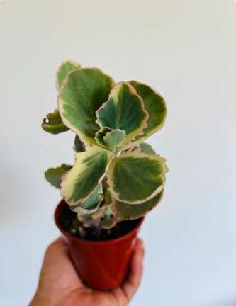 Kalanchoe 3 Live Plant Aurora 4" Pot Fedtschenkoi Borealis Plant Variegated For Garden