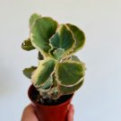 Kalanchoe 3 Live Plant Aurora 4" Pot Fedtschenkoi Borealis Plant Variegated For Garden