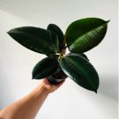 1 Live Plant Aurora 5" Pot Ficus Sophia Elastica Rubber Tree Best Houseplants For Garden