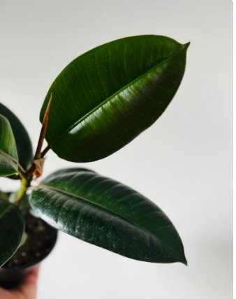 Ficus Sophia Elastica Rubber 2 Live Plant Aurora 5" Pot Tree Best Houseplants For Garden