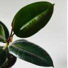 Ficus Sophia Elastica Rubber 2 Live Plant Aurora 5" Pot Tree Best Houseplants For Garden