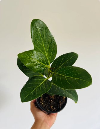 Plant Home Decor 4 Live Plant Ficus Audrey Cute For Garden