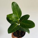 Plant Home Decor 4 Live Plant Ficus Audrey Cute For Garden