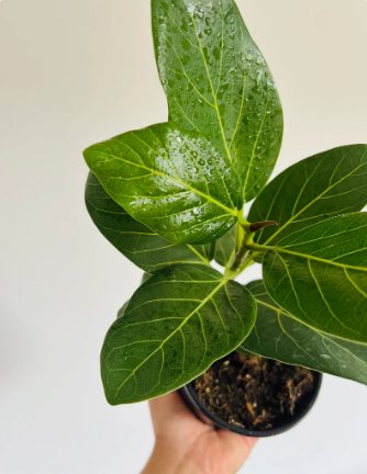 Audrey Cute Plant Home Decor 8 Live Plant Ficus For Garden