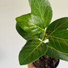 Audrey Cute Plant Home Decor 8 Live Plant Ficus For Garden