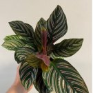 1 Live Plant Calathea Ornata Sanderiana Zebra Plant For Garden