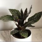 Ornata Sanderiana Zebra Plant 2 Live Plant Calathea 4" Plant For Garden