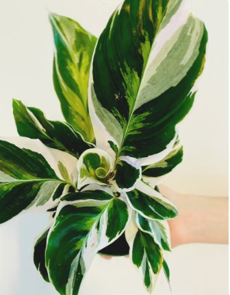 Peacock 4" White Fusion 2 Live Plant Calathea White Fusion Plant For Garden