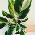 Peacock 4" White Fusion 2 Live Plant Calathea White Fusion Plant For Garden