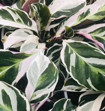 4 Live Plant Calathea Peacock 4" White Fusion White Fusion Plant For Garden