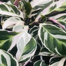 4 Live Plant Calathea Peacock 4" White Fusion White Fusion Plant For Garden