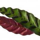 Calathea Lancifolia 2 Live Plant Rattlesnake For Garden