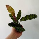 Lancifolia 4 Calathea Live Plant Rattlesnake For Garden