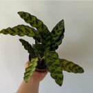 Lancifolia 6 Calathea Live Plant Rattlesnake For Garden