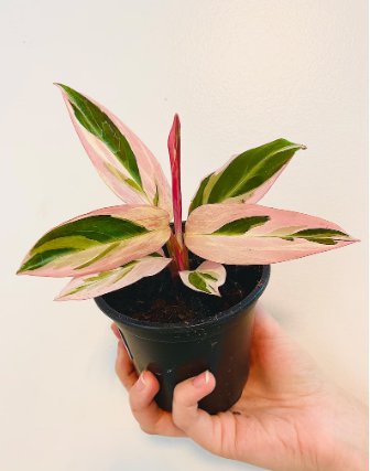 1 Live Plant Stromanthe Triostar 4" Plant Magenta Sanguinea For Garden